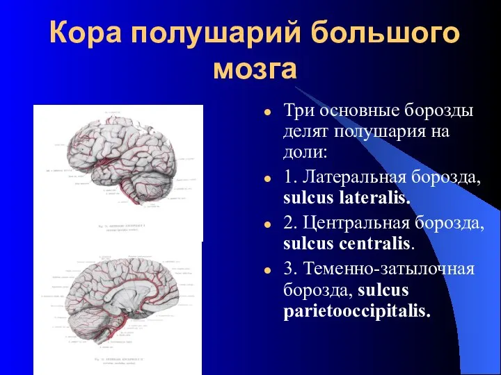 Кора полушарий большого мозга Три основные борозды делят полушария на доли: