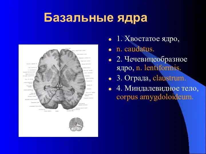 Базальные ядра 1. Хвостатое ядро, n. caudatus. 2. Чечевицеобразное ядро, n.