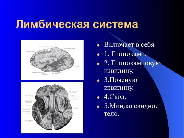 Лимбическая система Включает в себя: 1. Гиппокамп. 2. Гиппокамповую извилину. 3.Поясную извилину. 4.Свод. 5.Миндалевидное тело.