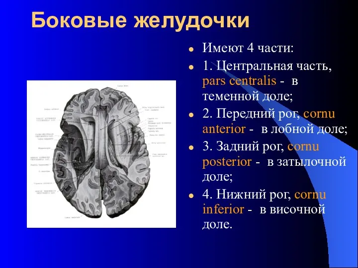 Боковые желудочки Имеют 4 части: 1. Центральная часть, pars centralis -