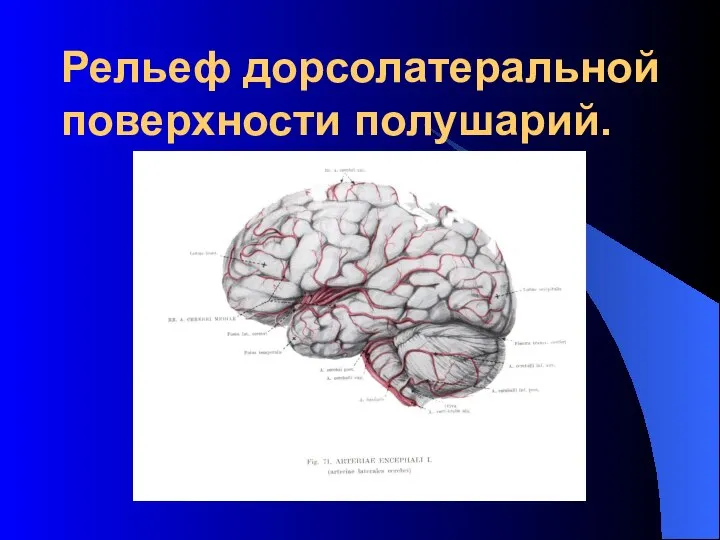 Рельеф дорсолатеральной поверхности полушарий.