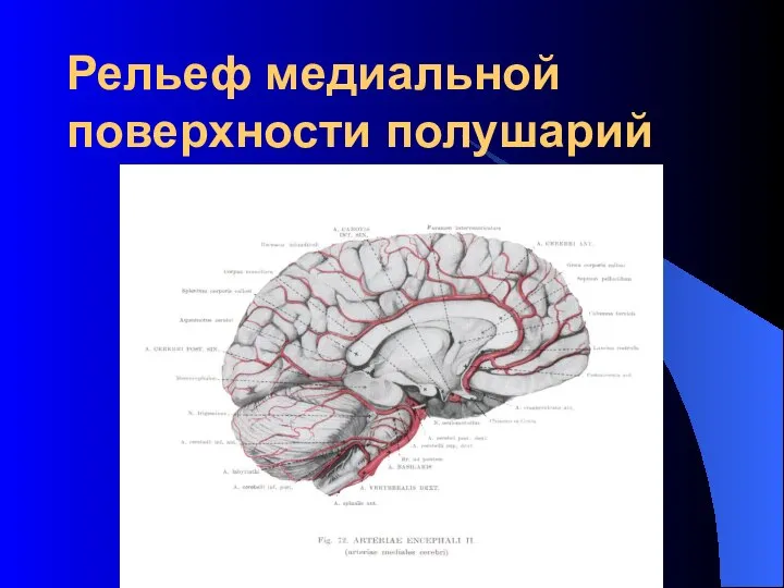 Рельеф медиальной поверхности полушарий