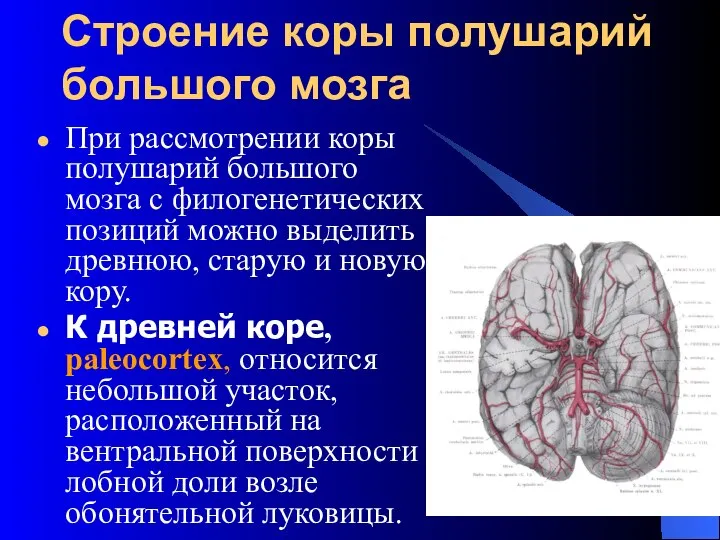 Строение коры полушарий большого мозга При рассмотрении коры полушарий большого мозга
