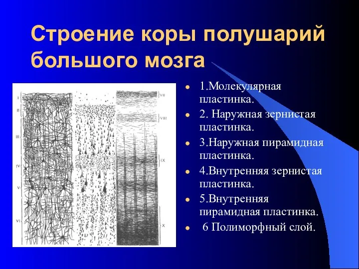 Строение коры полушарий большого мозга 1.Молекулярная пластинка. 2. Наружная зернистая пластинка.