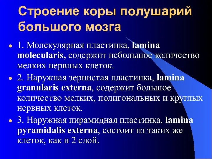 Строение коры полушарий большого мозга 1. Молекулярная пластинка, lamina molecularis, содержит