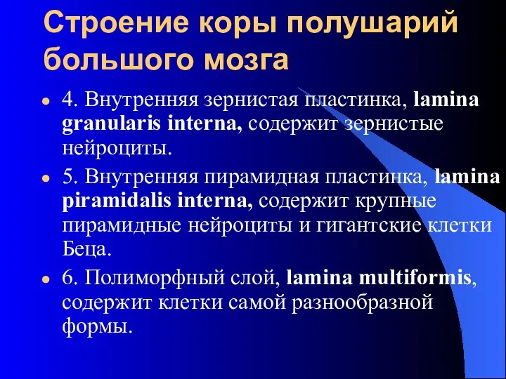 Строение коры полушарий большого мозга 4. Внутренняя зернистая пластинка, lamina granularis