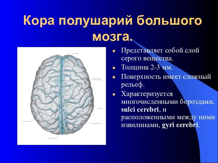 Кора полушарий большого мозга. Представляет собой слой серого вещества. Толщина 2-3