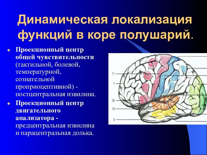 Динамическая локализация функций в коре полушарий. Проекционный центр общей чувствительности (тактильной,