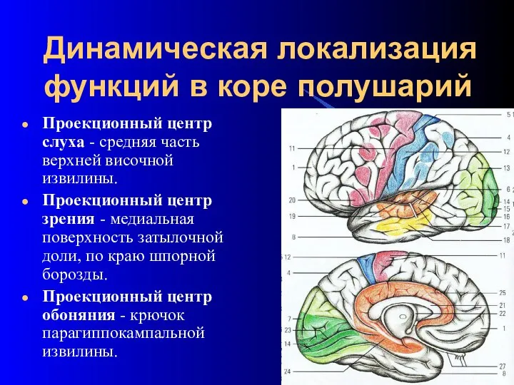 Динамическая локализация функций в коре полушарий Проекционный центр слуха - средняя