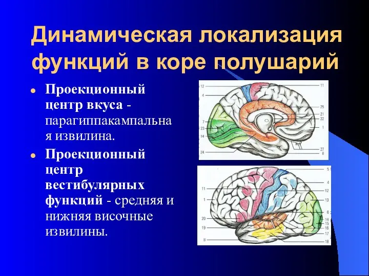 Динамическая локализация функций в коре полушарий Проекционный центр вкуса - парагиппакампальная