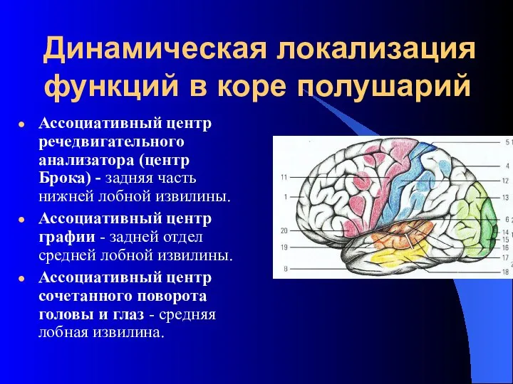 Динамическая локализация функций в коре полушарий Ассоциативный центр речедвигательного анализатора (центр