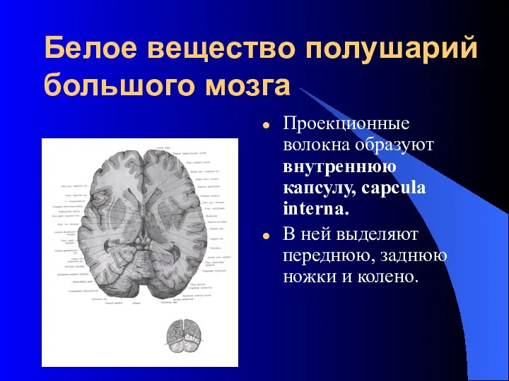 Белое вещество полушарий большого мозга Проекционные волокна образуют внутреннюю капсулу, capcula