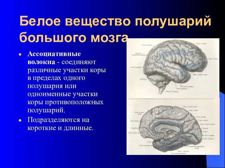 Белое вещество полушарий большого мозга Ассоциативные волокна - соединяют различные участки