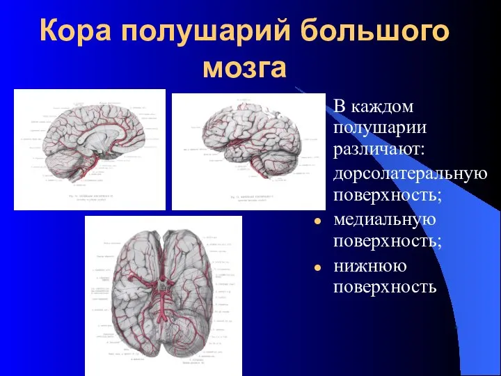 Кора полушарий большого мозга В каждом полушарии различают: дорсолатеральную поверхность; медиальную поверхность; нижнюю поверхность