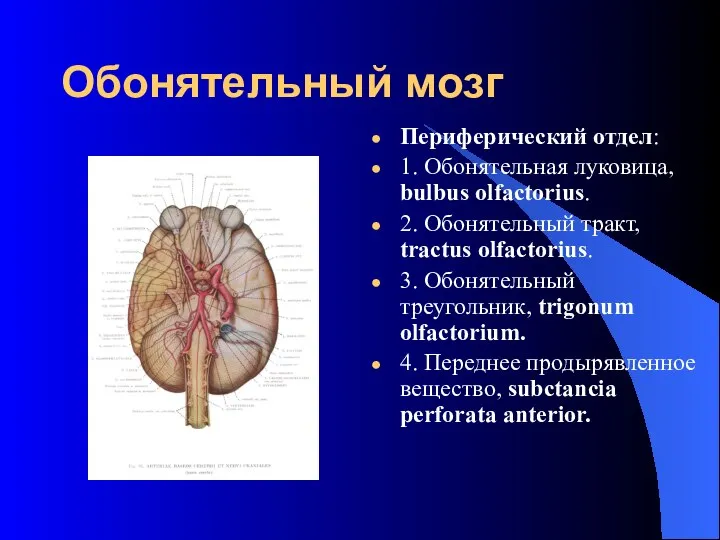 Обонятельный мозг Периферический отдел: 1. Обонятельная луковица, bulbus olfactorius. 2. Обонятельный