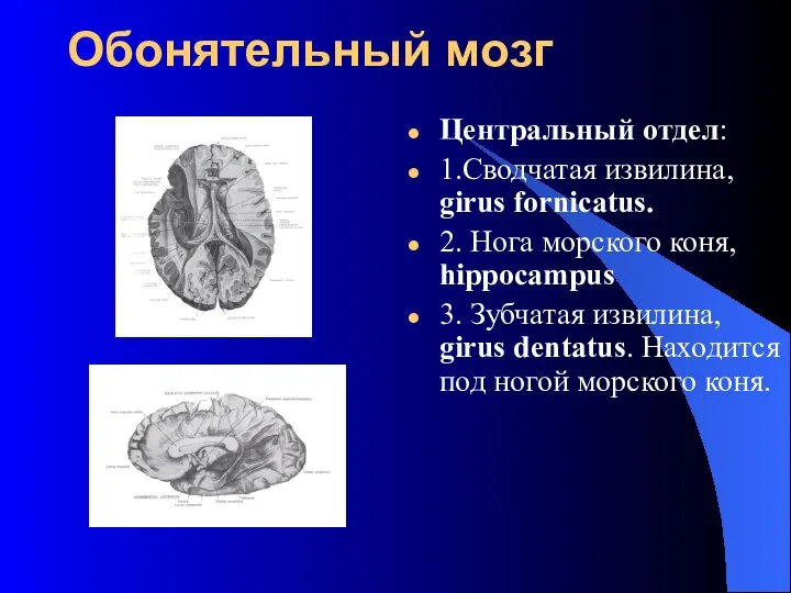 Обонятельный мозг Центральный отдел: 1.Сводчатая извилина, girus fornicatus. 2. Нога морского
