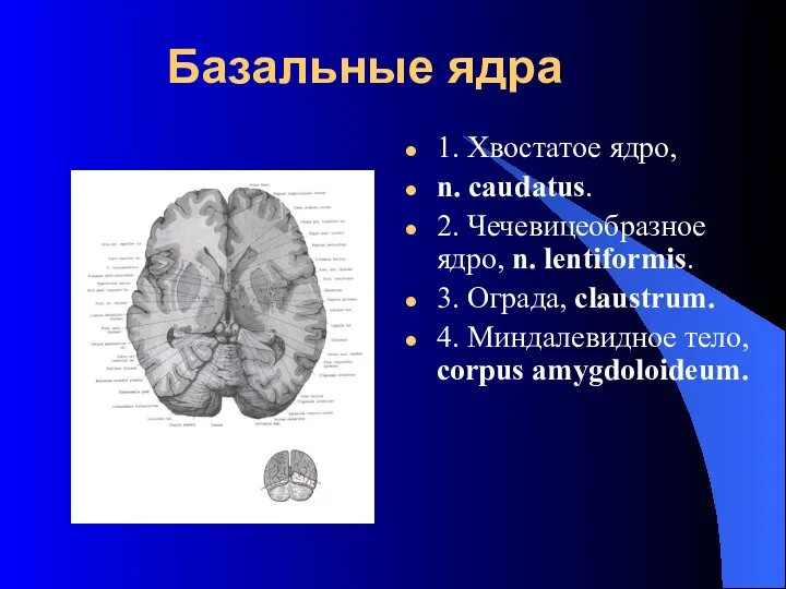 Базальные ядра 1. Хвостатое ядро, n. caudatus. 2. Чечевицеобразное ядро, n.