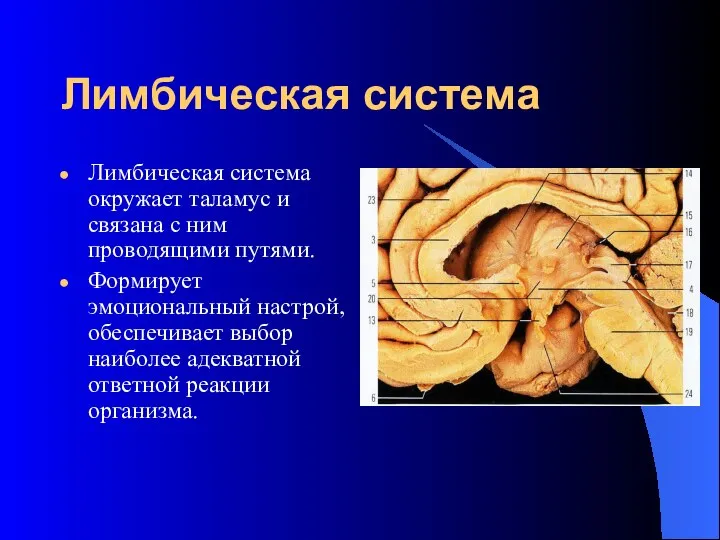 Лимбическая система Лимбическая система окружает таламус и связана с ним проводящими