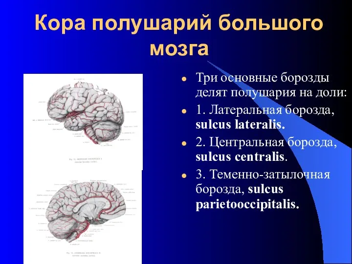 Кора полушарий большого мозга Три основные борозды делят полушария на доли: