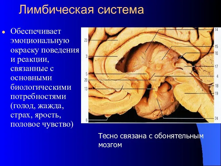 Лимбическая система Обеспечивает эмоциональную окраску поведения и реакции, связанные с основными