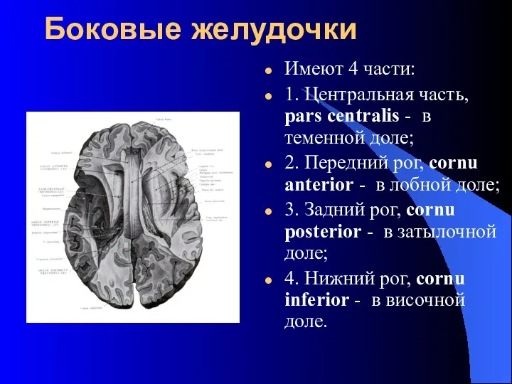 Боковые желудочки Имеют 4 части: 1. Центральная часть, pars centralis -