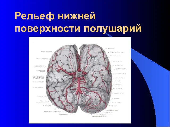 Рельеф нижней поверхности полушарий