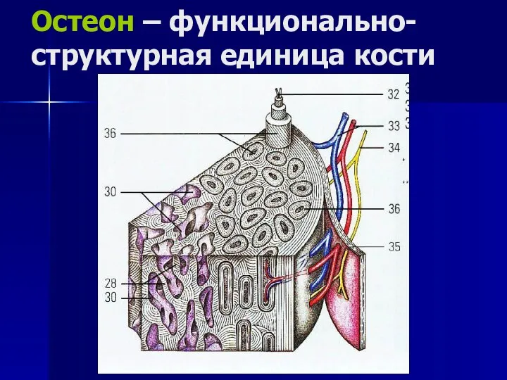 Остеон – функционально-структурная единица кости