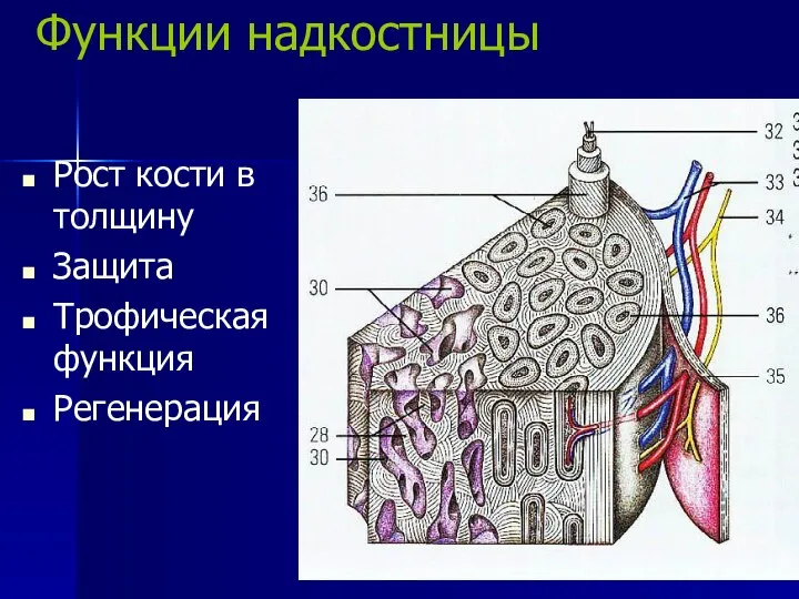 Функции надкостницы Рост кости в толщину Защита Трофическая функция Регенерация