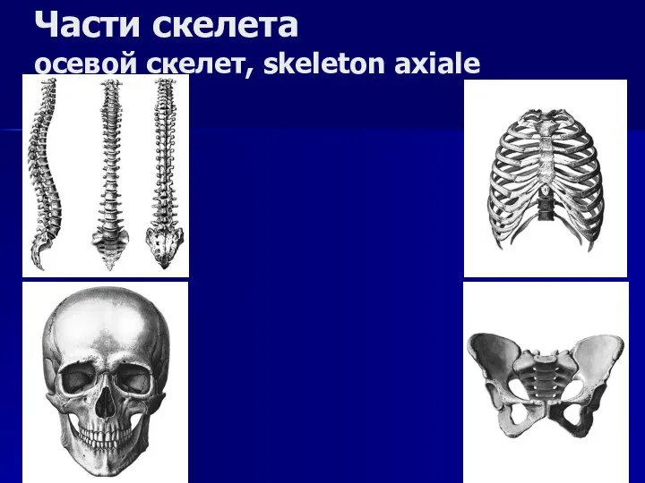 Части скелета осевой скелет, skeleton axiale