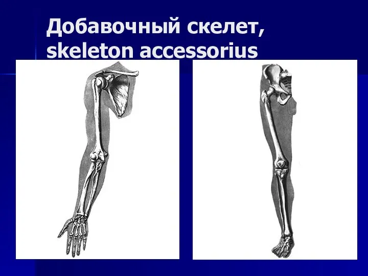 Добавочный скелет, skeleton accessorius