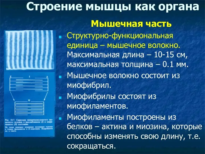 Строение мышцы как органа Мышечная часть Структурно-функциональная единица – мышечное волокно.