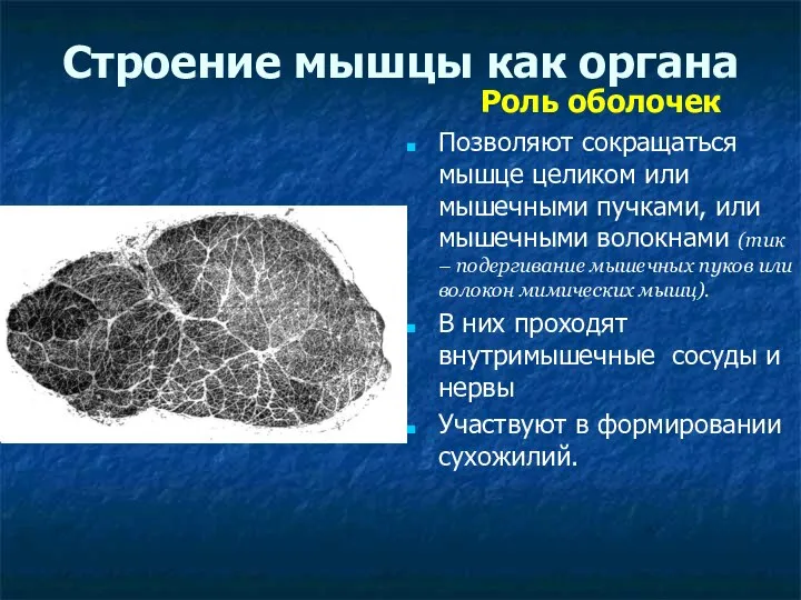 Строение мышцы как органа Роль оболочек Позволяют сокращаться мышце целиком или