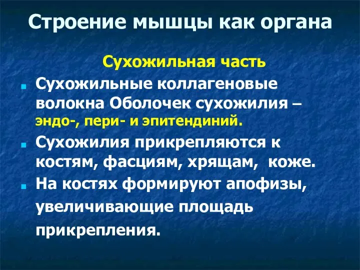 Строение мышцы как органа Сухожильная часть Сухожильные коллагеновые волокна Оболочек сухожилия