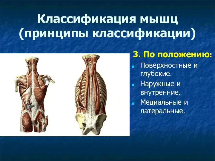 Классификация мышц (принципы классификации) 3. По положению: Поверхностные и глубокие. Наружные и внутренние. Медиальные и латеральные.