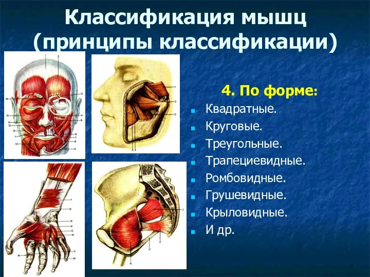 Классификация мышц (принципы классификации) 4. По форме: Квадратные. Круговые. Треугольные. Трапециевидные. Ромбовидные. Грушевидные. Крыловидные. И др.