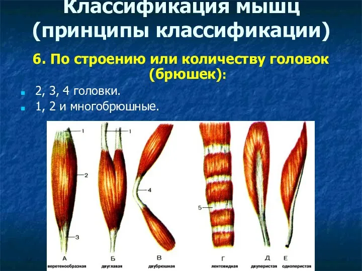 Классификация мышц (принципы классификации) 6. По строению или количеству головок (брюшек):