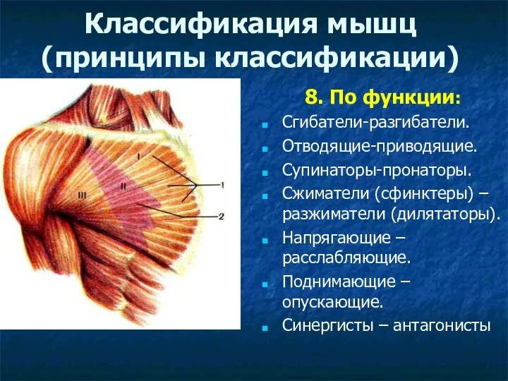 Классификация мышц (принципы классификации) 8. По функции: Сгибатели-разгибатели. Отводящие-приводящие. Супинаторы-пронаторы. Сжиматели