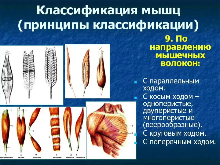 Классификация мышц (принципы классификации) 9. По направлению мышечных волокон: С параллельным