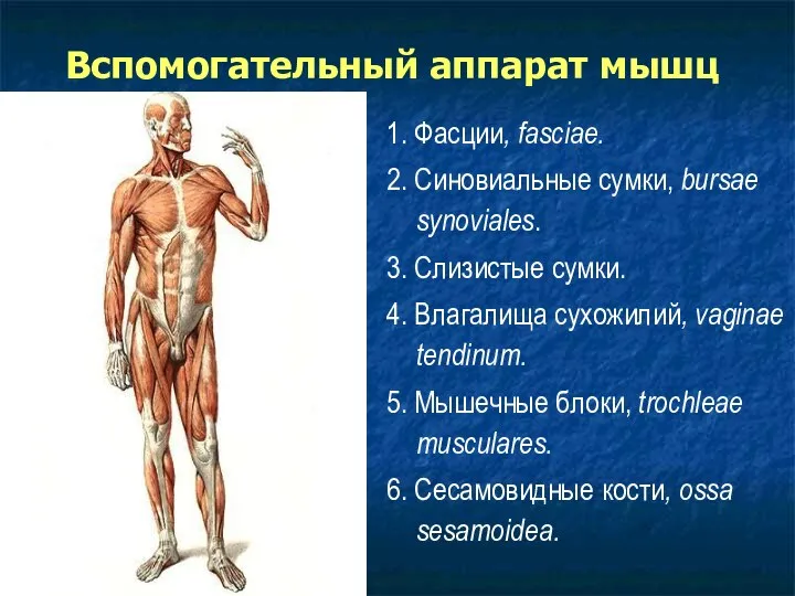 Вспомогательный аппарат мышц 1. Фасции, fasciae. 2. Синовиальные сумки, bursae synoviales.