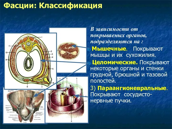 В зависимости от покрываемых органов, подразделяются на : Мышечные. Покрывают мышцы