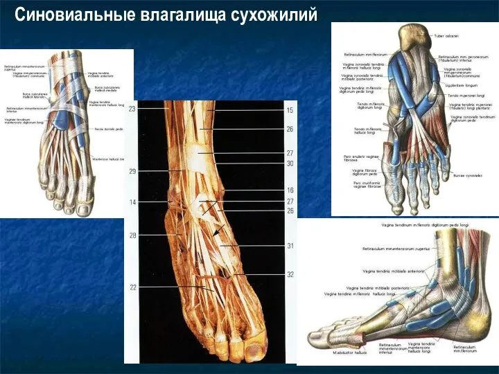 Синовиальные влагалища сухожилий