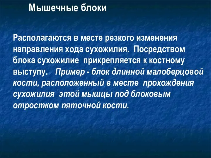 Мышечные блоки Располагаются в месте резкого изменения направления хода сухожилия. Посредством