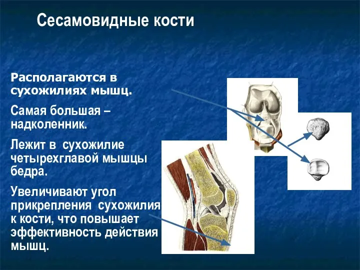 Сесамовидные кости Располагаются в сухожилиях мышц. Самая большая – надколенник. Лежит