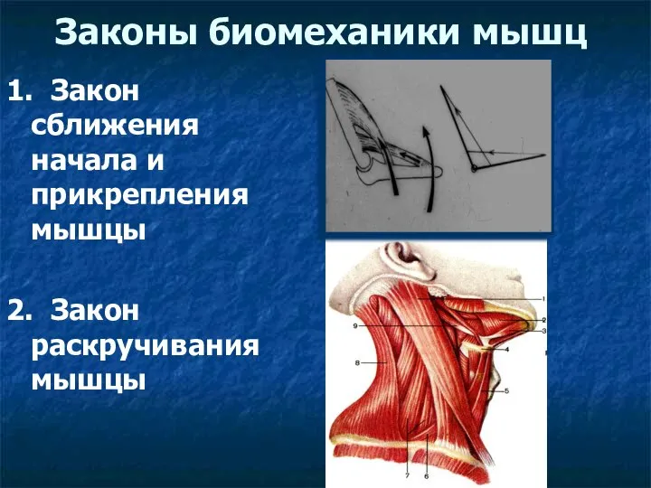 Законы биомеханики мышц 1. Закон сближения начала и прикрепления мышцы 2. Закон раскручивания мышцы