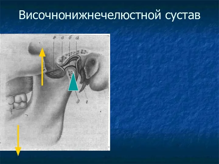 Височнонижнечелюстной сустав