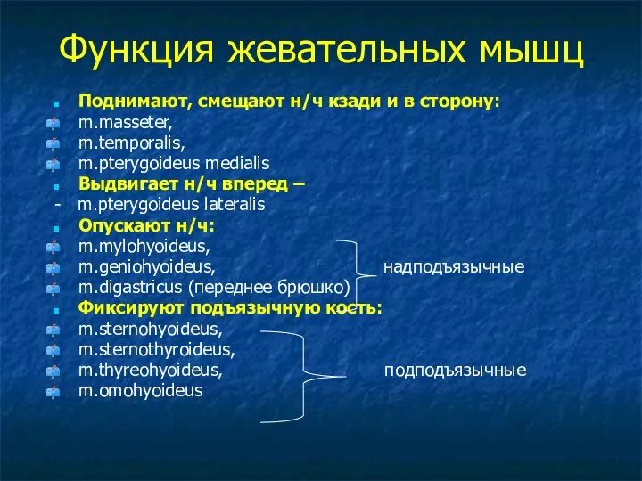 Функция жевательных мышц Поднимают, смещают н/ч кзади и в сторону: m.masseter,