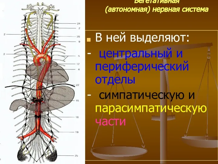 Вегетативная (автономная) нервная система В ней выделяют: - центральный и периферический