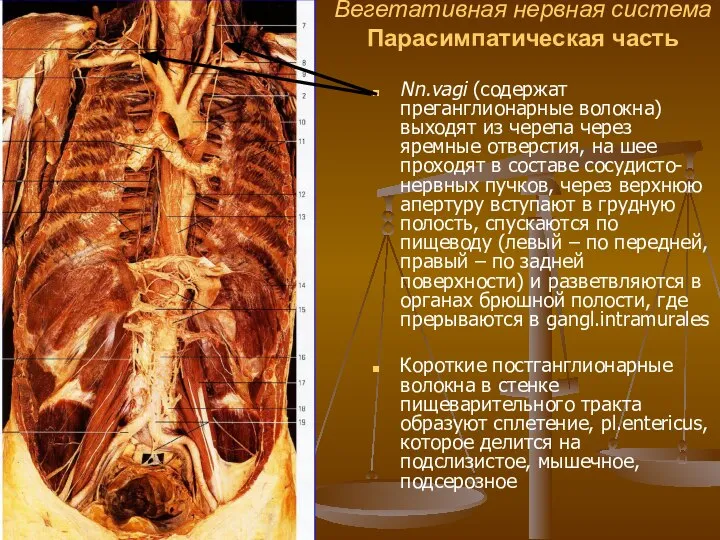 Вегетативная нервная система Парасимпатическая часть Nn.vagi (содержат преганглионарные волокна) выходят из