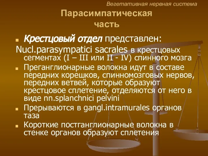 Вегетативная нервная система Парасимпатическая часть Крестцовый отдел представлен: Nucl.parasympatici sacrales в