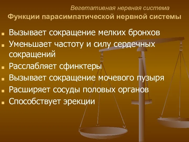 Вегетативная нервная система Функции парасимпатической нервной системы Вызывает сокращение мелких бронхов